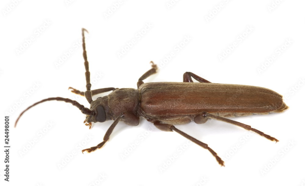 Dusky longhorn (Aphopalus rusticus) Dusky longhorn (Aphopalus rusticus)