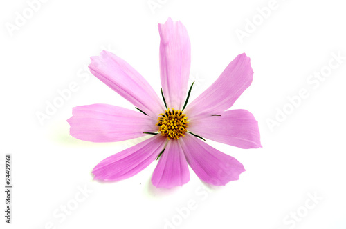 pink daisy