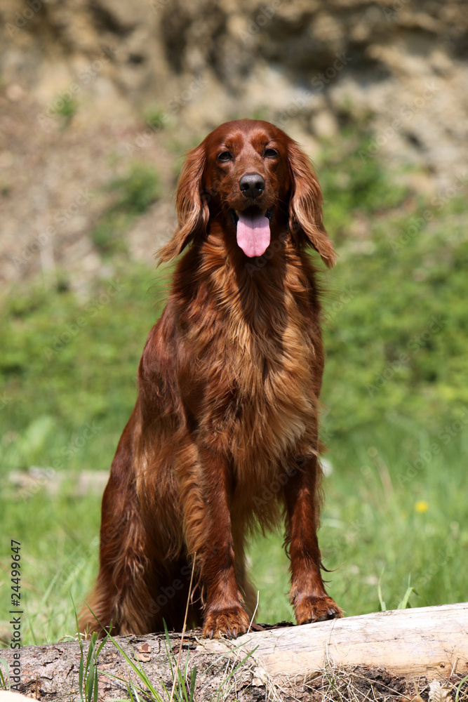 Irish Red Setter