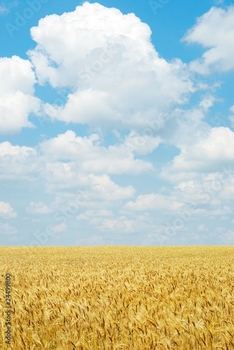 Summer landscape with the beautiful sky