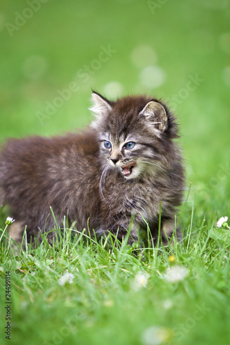 kleine Babykatze miaut