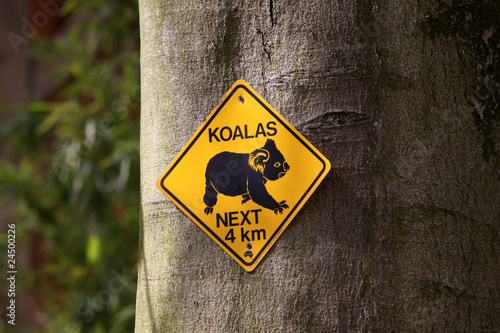 Photography Vorsicht Koalas