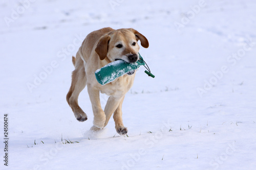 Fototapeta Naklejka Na Ścianę i Meble -  Spielender Labrador Retriever im Schnee