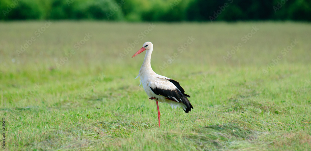 Fototapeta premium White Stork Ciconia ciconia standing in mown grass