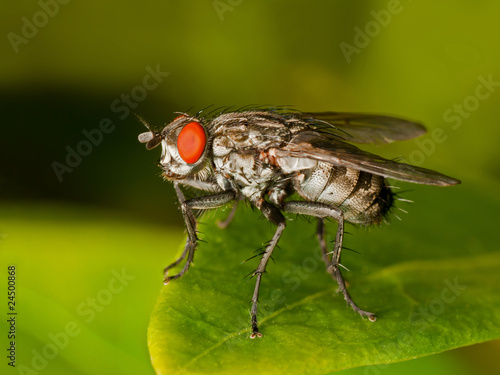 Red eyed Fly