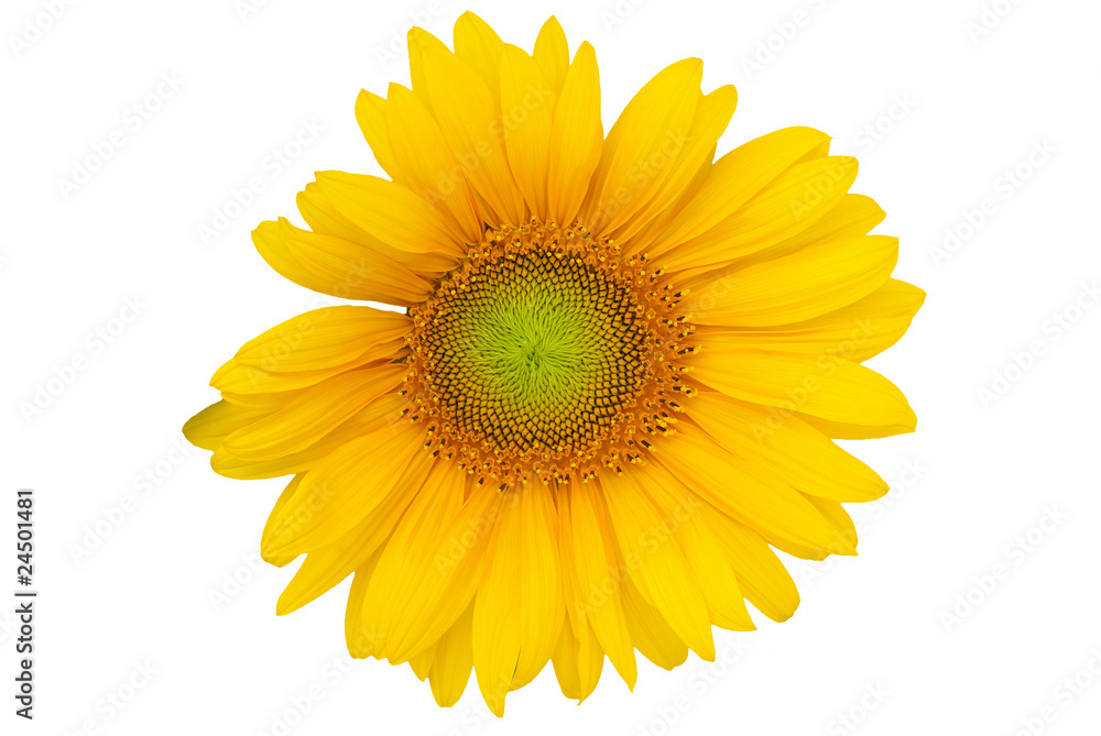 Fototapeta premium Fleur de tournesol