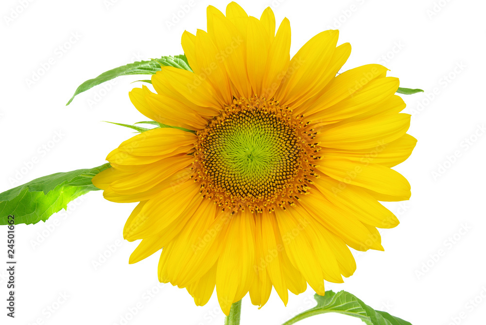 Obraz premium Fleur de tournesol