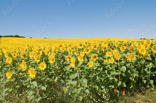 Sonnenblumenanbau © womue