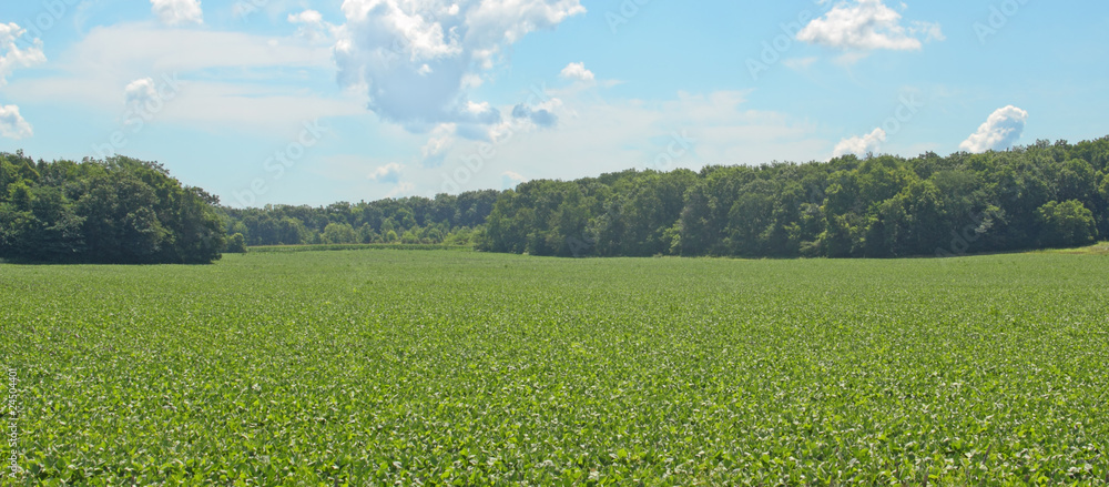 Fototapeta premium Soybean Field