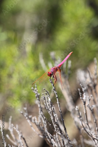 Dragonfly