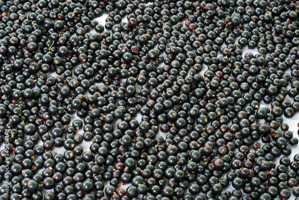 black currant black currant
