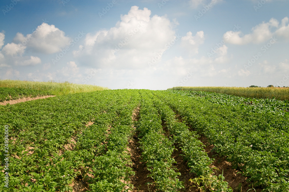 Potato field by summertime.