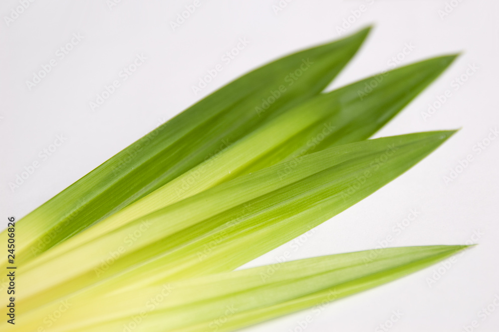 Closeup pandan leaf on isolate background. Closeup pandan leaf on isolate background.