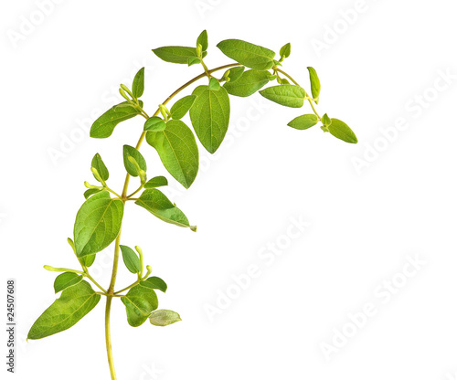 vine isolated on white background