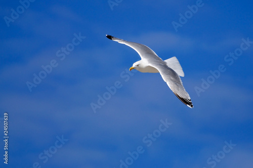 Möwe im Flug vor blauen Himmel © majoka