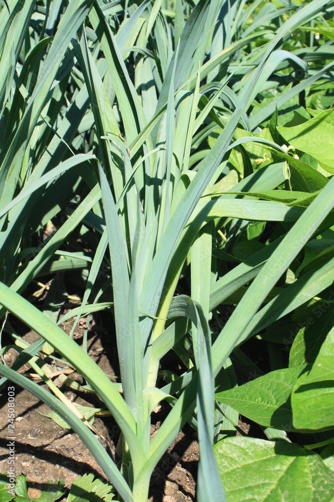 Obraz premium Porree-Beet