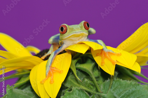 red eyed tree frog on flower