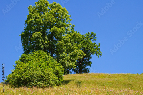 Wiese mit Bäumen