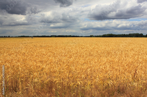 barley field forest and cloudy sky