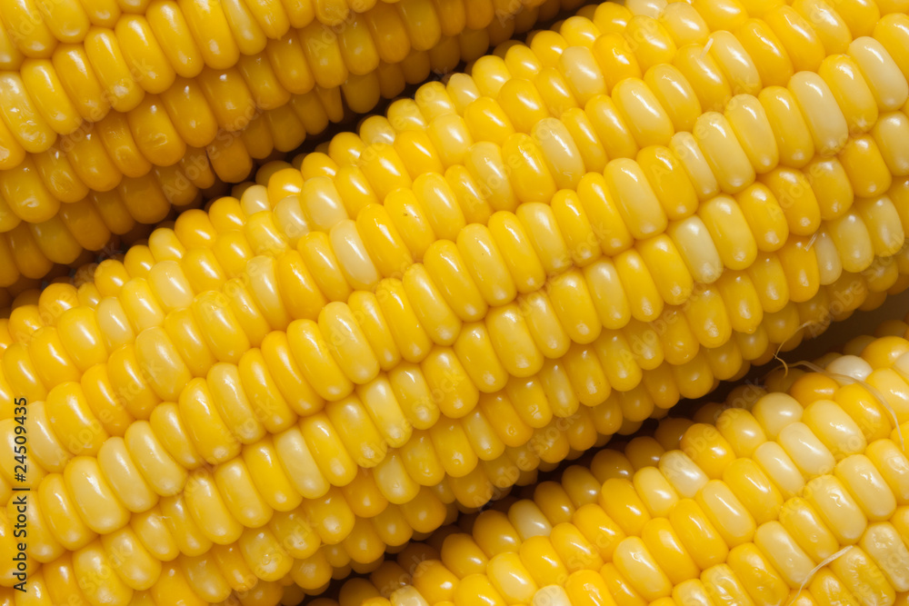 Row of corn close up Row of corn close up