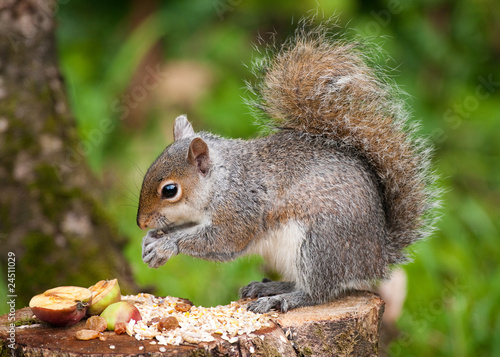 Grey Squirrel eating photo