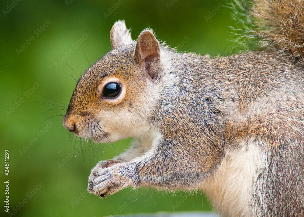 Grey Squirrel close-up Grey Squirrel close-up