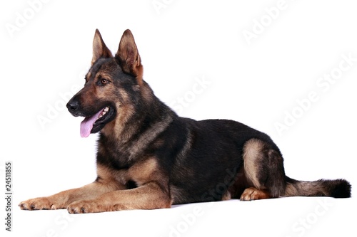 Liegender Schäferhund photo