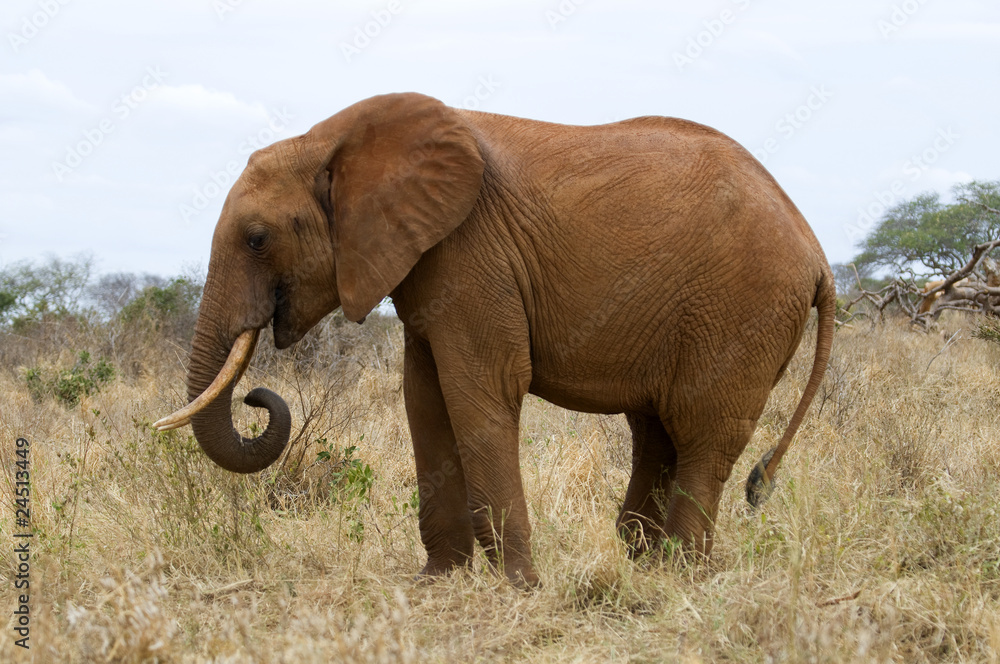 Fototapeta premium Elefant in Kenia, Afrika