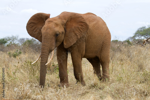 Elefant in Kenia  Afrika