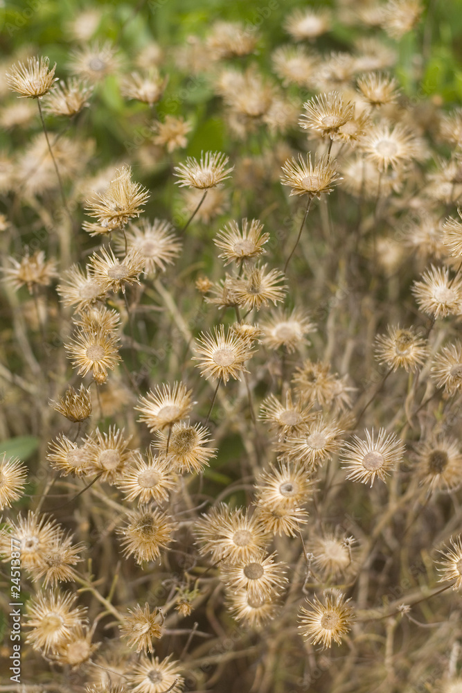 dried up flowers of field