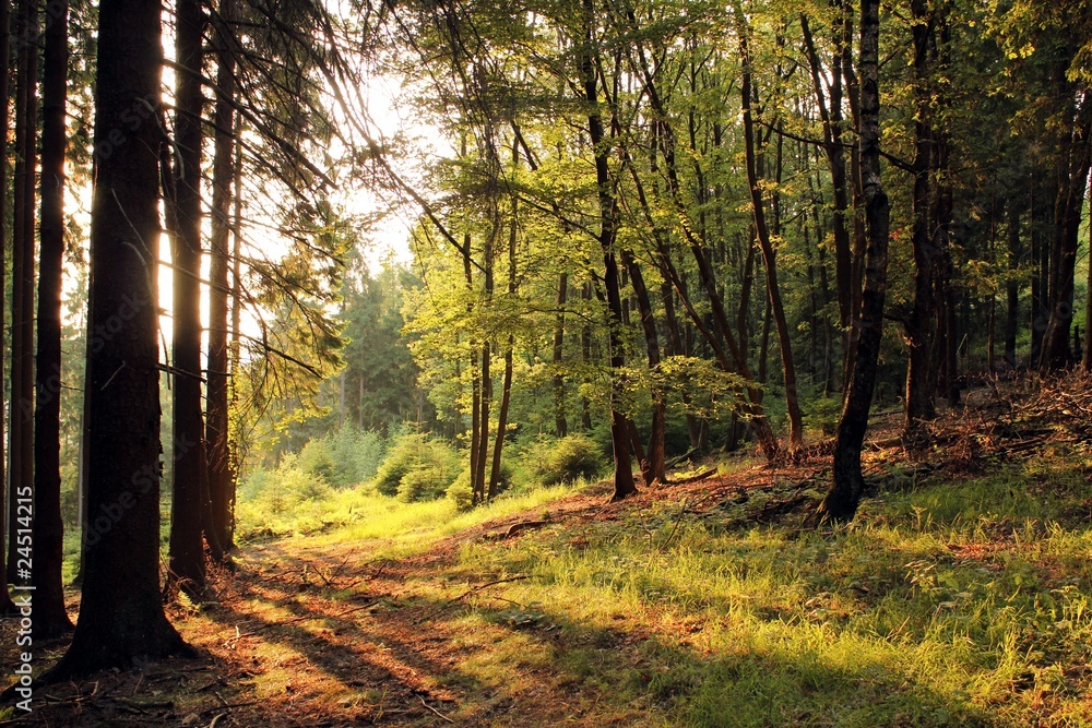 Naklejka premium Waldsonne