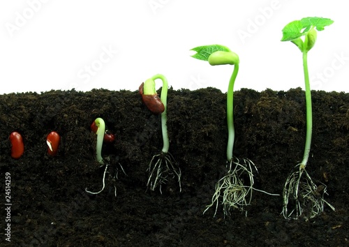 Vászonkép Sequence of bean seeds germination in soil