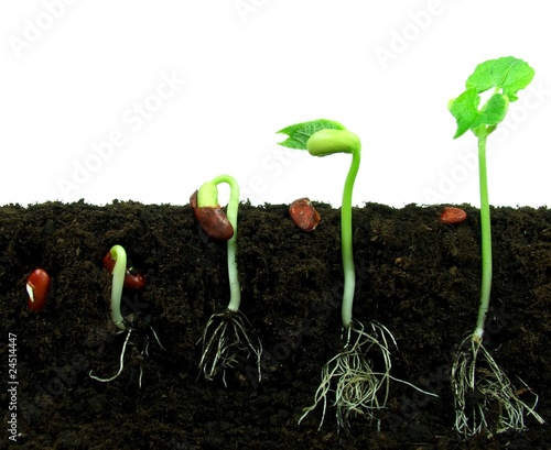 Vászonkép Beans seeds germinating in soil