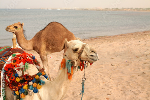 two camels on tche beach