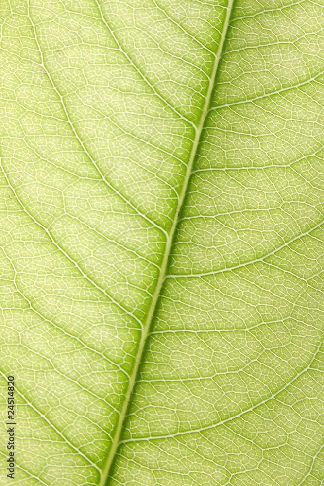 Obraz premium Texture of leaf macro