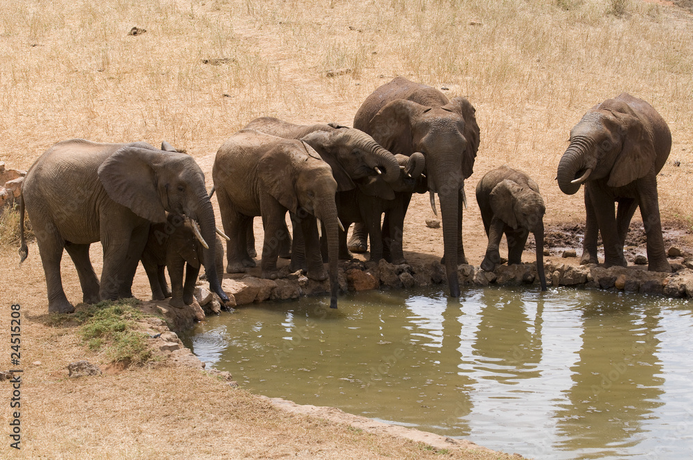 Fototapeta premium Elefanten am Wasserloch in Afrika