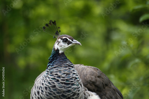 Blauer Pfau (Henne)