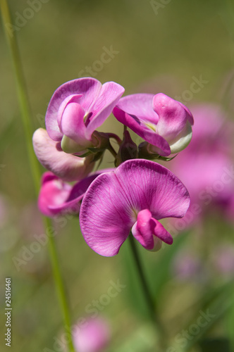 Die Platterbsen (Lathyrus)