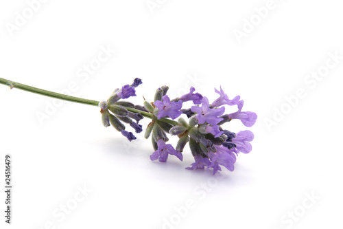 Fototapeta Naklejka Na Ścianę i Meble -  Branche de lavande