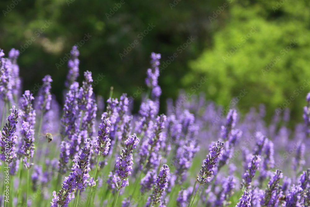 Obraz premium Lavendel