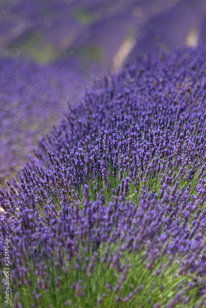 Obraz premium Lavendel