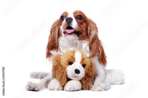 Cavalier King Charles Spaniel mit einem Plüschtier