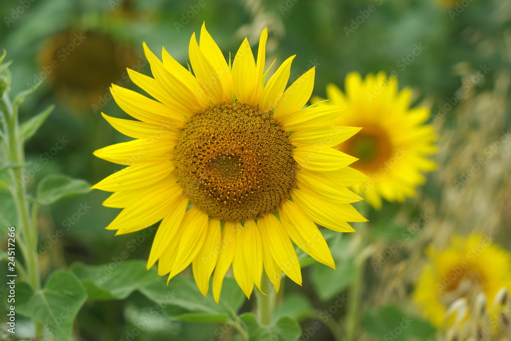 Tournesol rond dans un champ