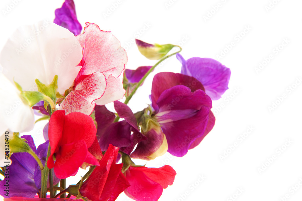 Lathyrus Lathyrus