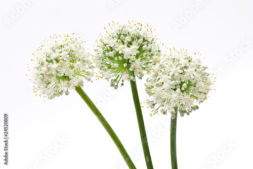 Slika na platnu Allium onion flowers