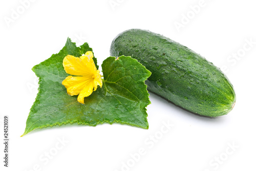 Fresh cucumber with leaf and flower