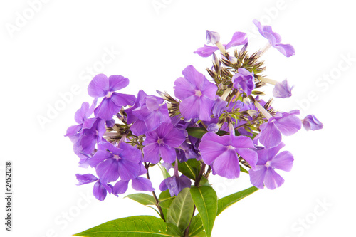 Violet Phloxen