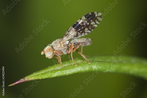 Fruit fly (Tephritidae) sitting on leaf © Henrik Larsson