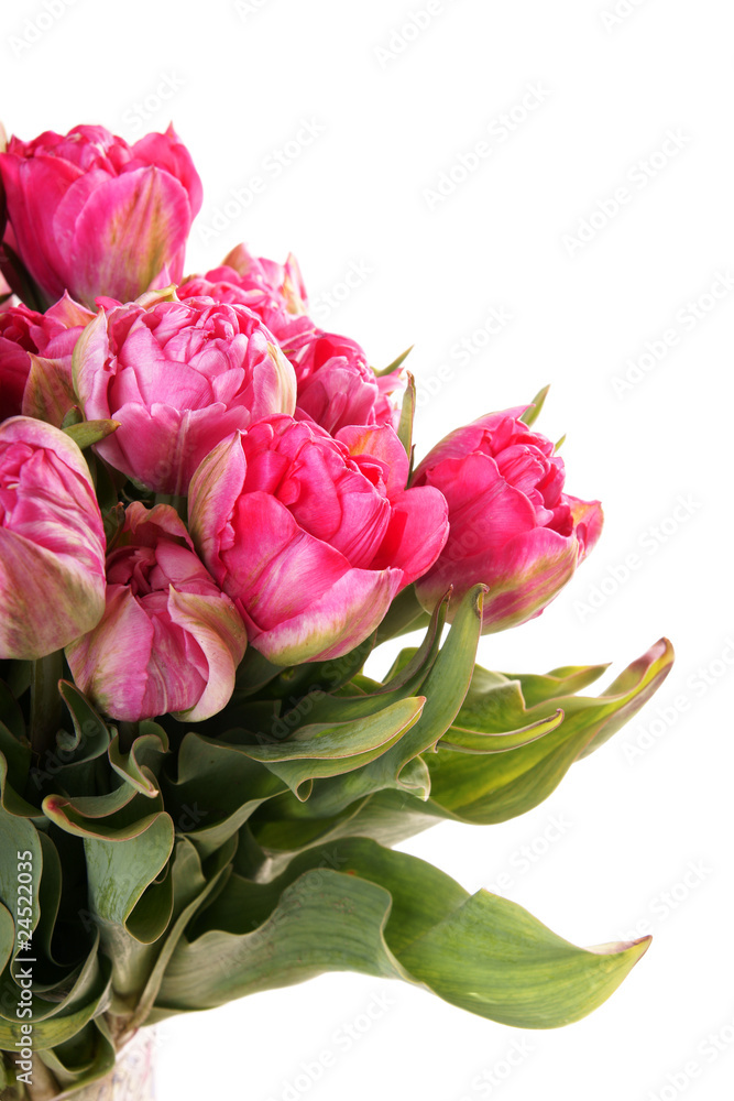 Pink tulips Pink tulips