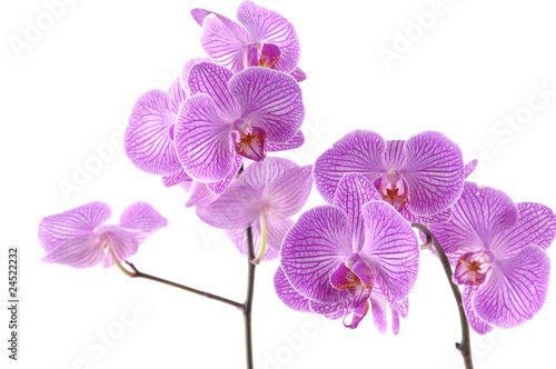 Beautiful Violet pink orchids